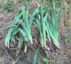 iris superpoblados cmo plantar bulbos de iris, Iris reci n desenterrados listos para ser trasladados a otra zona del jard n