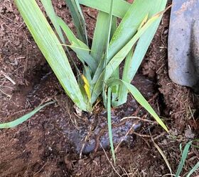 iris superpoblados cmo plantar bulbos de iris, Iris en un agujero en la tierra lleno de agua