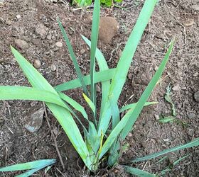 iris superpoblados cmo plantar bulbos de iris, Iris que ha sido replantado en una zona del jard n