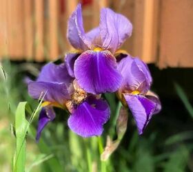 iris superpoblados cmo plantar bulbos de iris