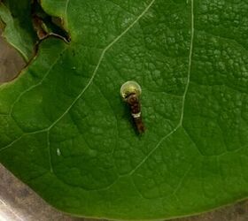 cmo criar mariposas cola de golondrina, C mo criar mariposas de cola de golondrina eclosi n de la oruga de cola de golondrina de tigre del huevo