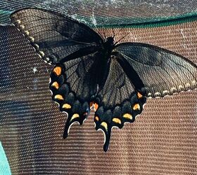 cmo criar mariposas cola de golondrina, C mo criar mariposas cola de golondrina morfo oscuro