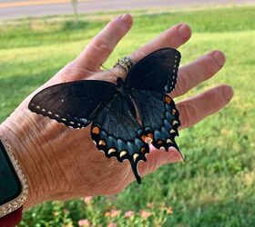 cmo criar mariposas cola de golondrina, C mo criar mariposas cola de golondrina Morfo oscuro