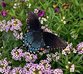 cmo criar mariposas cola de golondrina, C mo criar mariposas cola de golondrina morfo oscuro