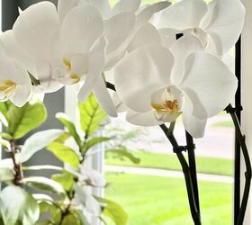 Ideas sencillas y fáciles para plantar orquídeas en casa