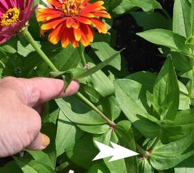 11 sencillos consejos para hacer arreglos florales por ti mismo, D nde cortar flores de zinnia para arreglos florales