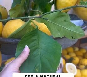 natural insect repellent, Lemon leaves