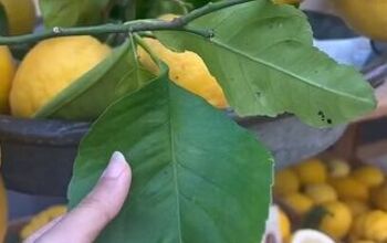 How to Make a Natural Insect Repellent By Burning Lemon Leaves