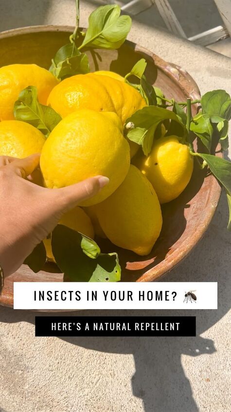 How to Make a Natural Insect Repellent By Burning Lemon Leaves | Hometalk