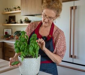 growing basil in pots, Here is my basil growing in a ceramic pot