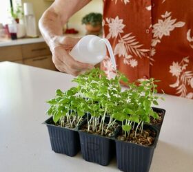 growing basil in pots, Here I use a small squeeze bottle to water