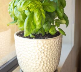 growing basil in pots, Basil growing indoors on a windowsill