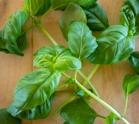 growing basil in pots, Freshly pruned basil that can be stored