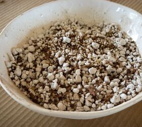 growing basil in pots