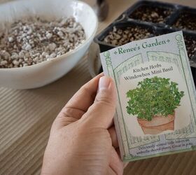 growing basil in pots