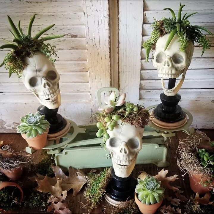 How to Create Spooky-Chic Succulent Skulls for Your Halloween Kitchen!