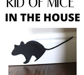 cmo deshacerse de los ratones en la casa