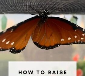 Cómo criar una mariposa reina