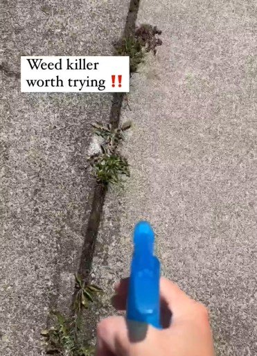 Applying the weed-killer