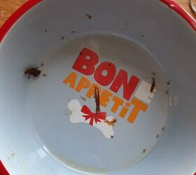 How to keep ants out of cat food Hometalk