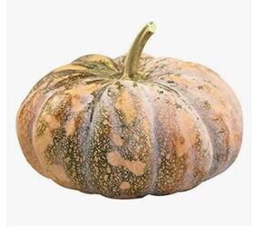 Heirloom pumpkin