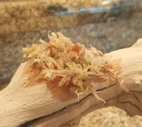 cmo crear una maceta de suculentas de madera de deriva diy, Maceta de suculentas DIY tutorial para divertirse en familia