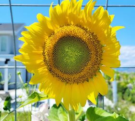 guirnalda fcil de respaldo de silla diy perfecto para el otoo, Girasol amarillo brillante con centro verde lima