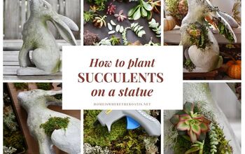 A Unique Way to Plant Succulents