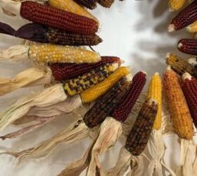 corn husk wreath, The natural beauty of colorful corn