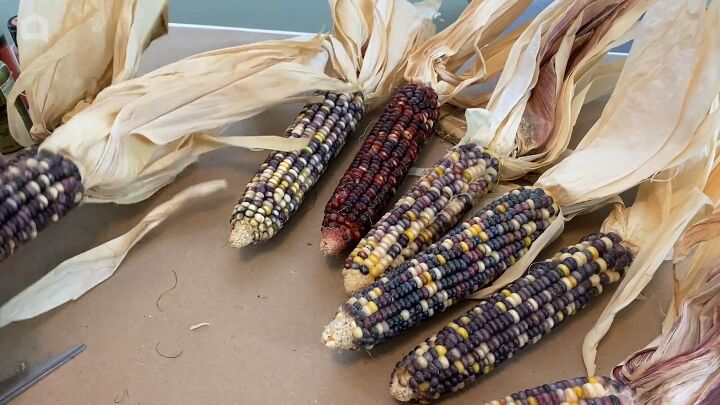 Creating a Thanksgiving centerpiece with Indian corn