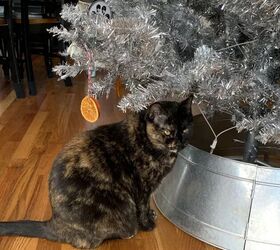 Cat-proof your Christmas tree with orange slice ornaments