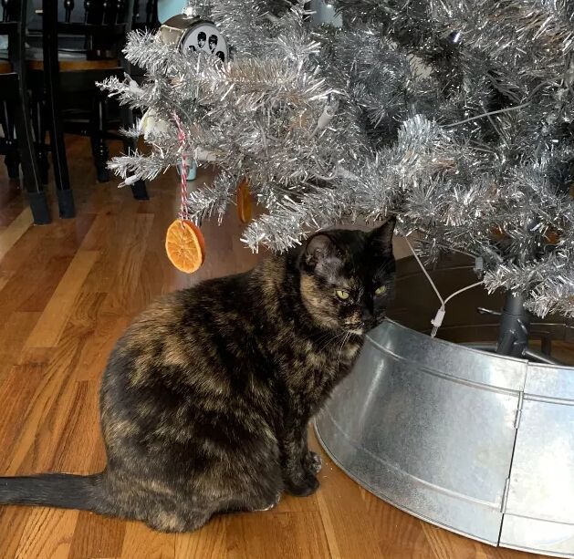 Cat-proof your Christmas tree with orange slice ornaments