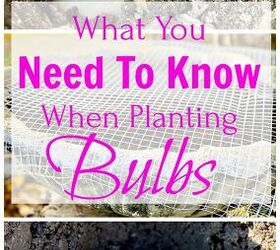 3 consejos importantes que debes saber para plantar bulbos, 3 consejos importantes para plantar bulbos