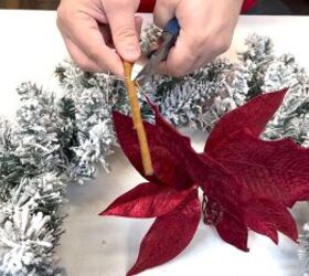 Snipping off the poinsettia leaves