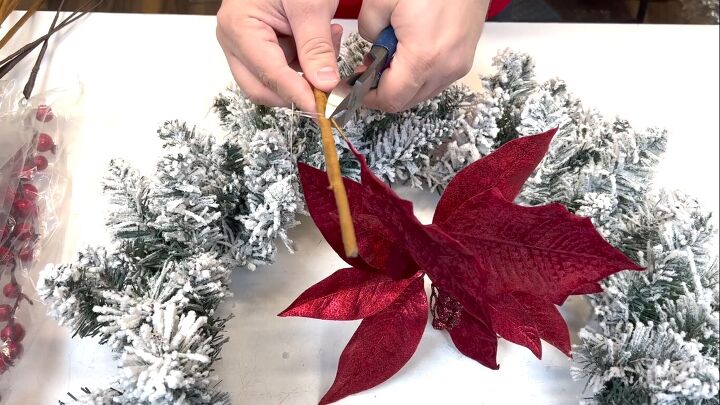 Snipping off the poinsettia leaves