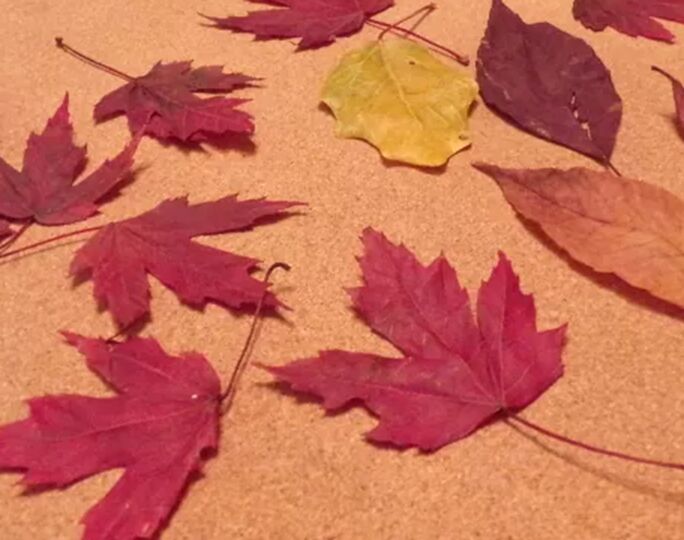 how do i make a fall leaf tree luminaries