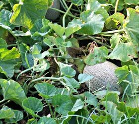easy ways to save cantaloupe seeds, cantaloupe vs muskmelon