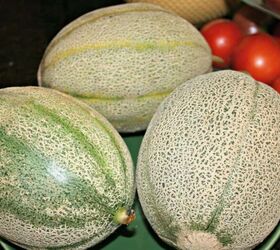 easy ways to save cantaloupe seeds, cantaloupe