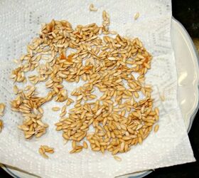 easy ways to save cantaloupe seeds, Cantaloupe seeds from my garden ready for drying