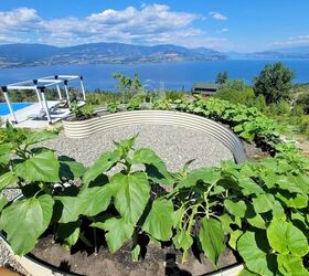 qu hacer con su cama elevada del jardn en otoo, Principios de verano con girasoles y calabazas empezando a crecer