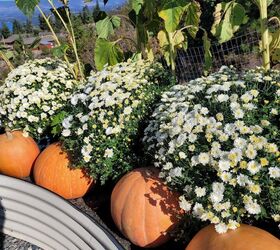 qu hacer con su cama elevada del jardn en otoo, Crisantemos blancos con calabazas Atlantic Giant en un arriate elevado