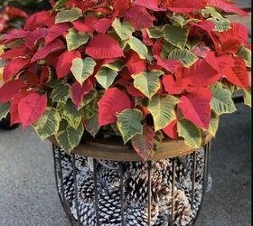 Poinsettias in a planter with pine cones