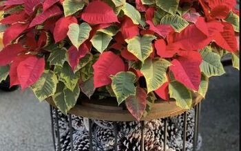 6 Poinsettia Christmas Decorations For the Holiday Season