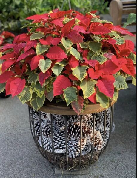 Poinsettias in a planter with pine cones