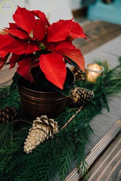 Bleached pine cones