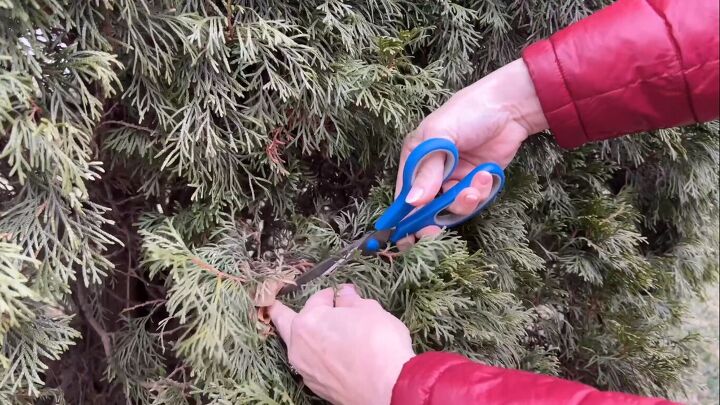 Cutting pieces of greenery from a tree