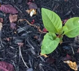 how to get rid of fungus in mulch, Using bleach on mulch