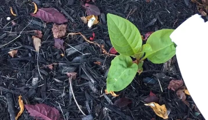 how to get rid of fungus in mulch, Using bleach on mulch