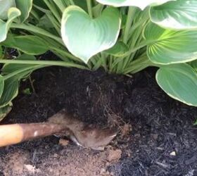 how to get rid of fungus in mulch, Digging to keep mulch healthy