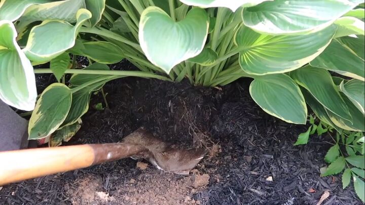 how to get rid of fungus in mulch, Digging to keep mulch healthy